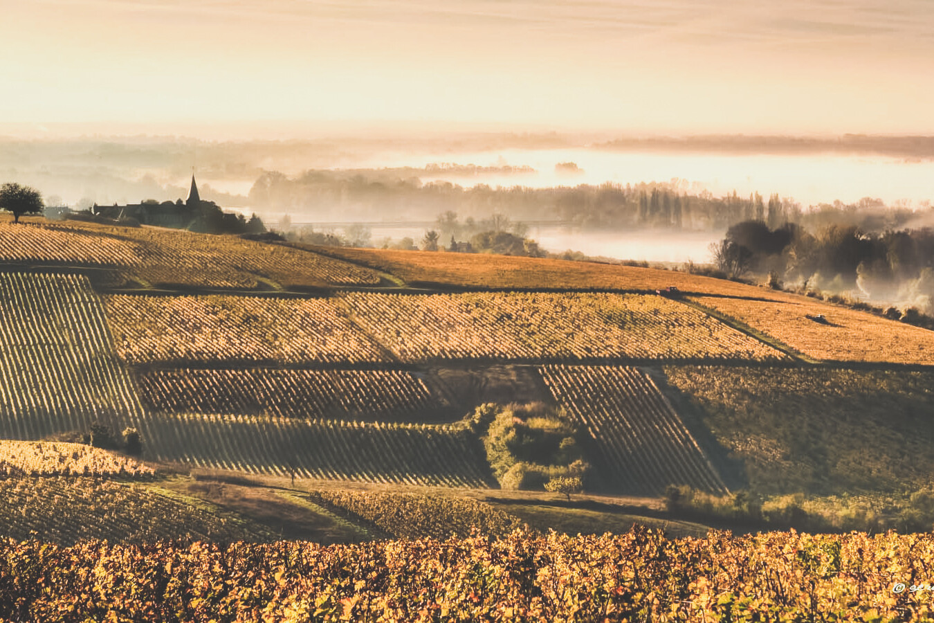 Vignoble de Bourgogne - 1020 Dégustations