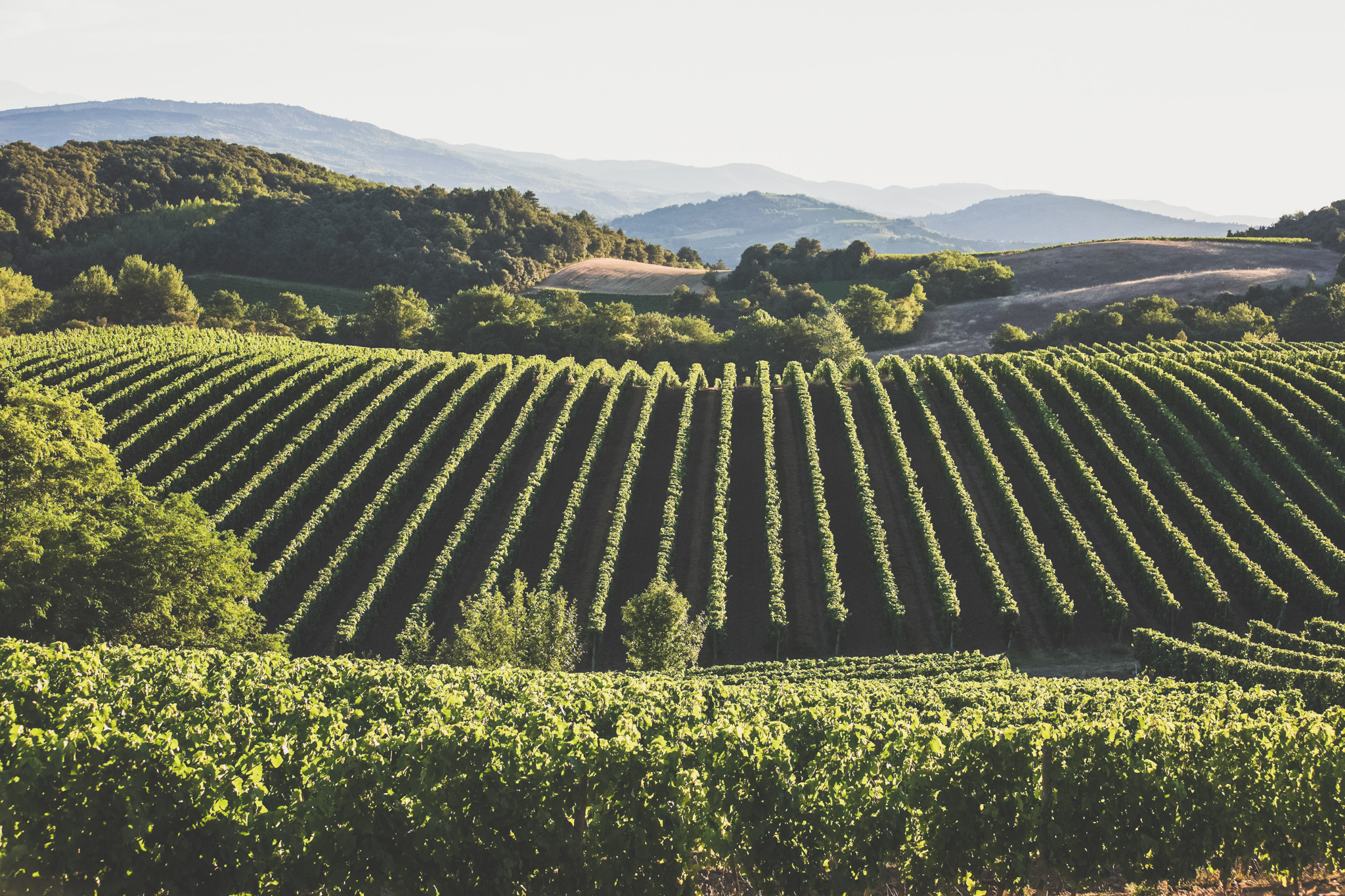 Paysage de vigne du Languedoc - 1020 Dégustations