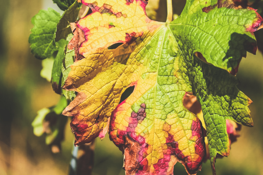 Une feuille de vigne - Viticulture - 1020 Dégustations